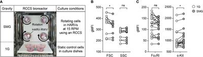 Detrimental effects of simulated microgravity on mast cell homeostasis and function